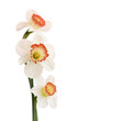 three daffodils on white background