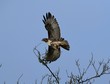 Red Tailed Hawk Takes Flight