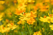 Foto: Marigold flowers Marigold flowers