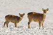 deer
