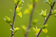 buds