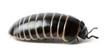 Glomeris marginata. Is a common European species of pill millipe