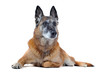 vieux malinois