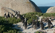 Foto: African penguins African penguins