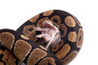Foto: Schlange frisst eine Maus Schlange frisst eine Maus