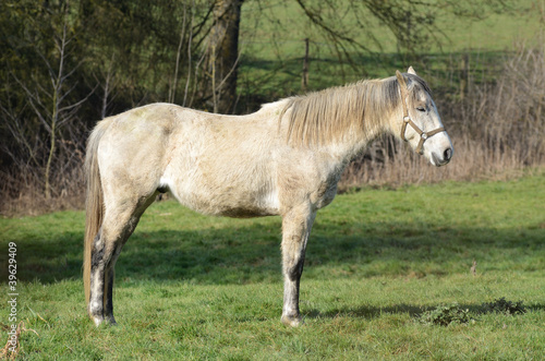 Photo: cheval cheval