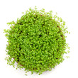 Fresh green watercress isolated