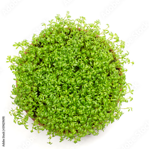 Photo: Fresh green watercress isolated Fresh green watercress isolated