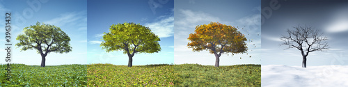 Illustration: four seasons tree four seasons tree