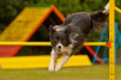 Agility Hund Sprung über Hindernis