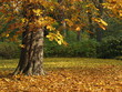 Stimmungsvoller Herbst