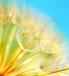 Soft dandelion flowers