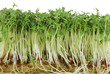 Photo: Isolated Garden Cress Sprouts Isolated Garden Cress Sprouts