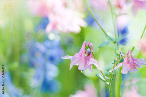 Photo: pink bluebell flowers pink bluebell flowers