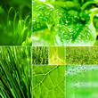 green montage