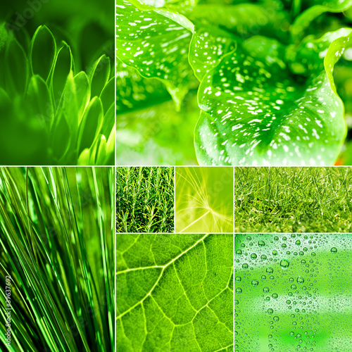 Photo: green montage green montage