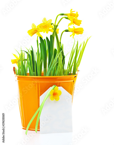 Photo: Pot of narcissus flower Pot of narcissus flower