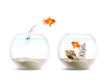 Poisson Rouge - Aquarium - Amour