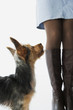 Yorkshire Terrier puppy looking up at woman