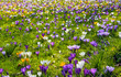 Blumenwiese