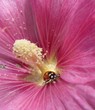 pollen