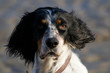 Setter anglais - Jeune femelle de face Setter anglais - Jeune femelle de face