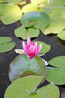 Nymphaea, Water Lilly
