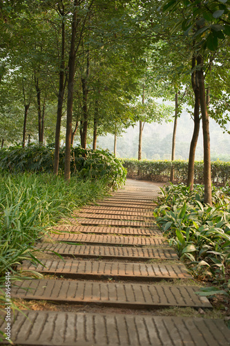 Foto: Path in forest Path in forest