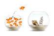 Aquarium - Poisson Rouge - Réussite