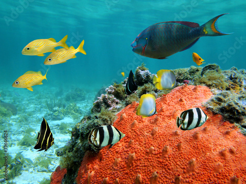 Photo: Lagoon and its inhabitant Lagoon and its inhabitant
