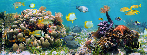 Fototapeta Panoramic reef