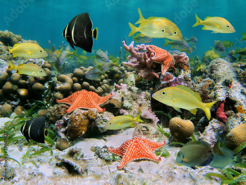 Photo: Sealife in a coral reef Sealife in a coral reef