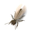3d render of termite alate