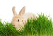 Rabbit in grass