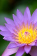蓮の花