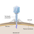 Phage infecting a bacterium, eps8