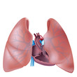 Heart cross section and lungs anatomy, eps10