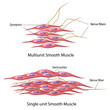 Smooth muscle innervation, eps10