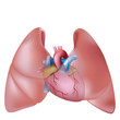 Human lungs and heart, eps10