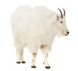Rocky mountain goat over white background