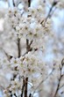 梅の花
