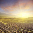 vineyard