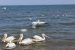 Foto: Dalmatian Pelican taking off Dalmatian Pelican taking off