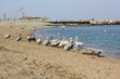 Foto: curly pelicans on the beach curly pelicans on the beach