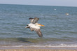 Foto: Dalmatian Pelican in flight Dalmatian Pelican in flight
