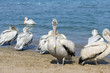 Foto: Dalmatian pelican looks in front of Dalmatian pelican looks in front of