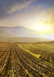 vineyard