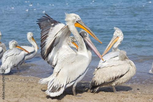 Foto: Dalmatian Pelican Big Dalmatian Pelican Big