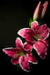 romantic roses