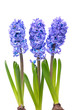 Blue hyacinthes